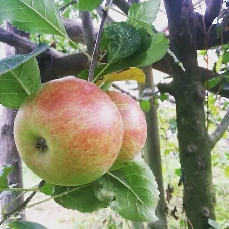 Alloggio per agriturismo Da Regina *